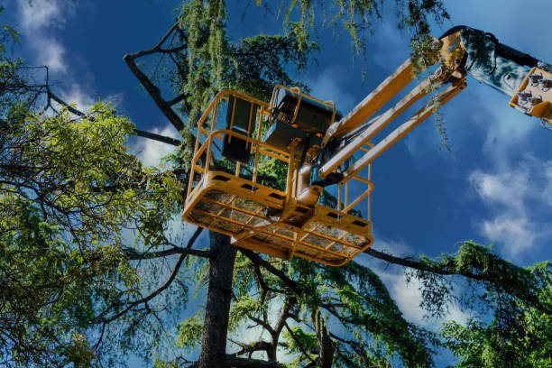 Best Tree Preservation Services  in Mill Neck, NY