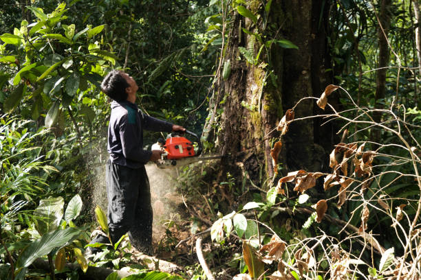 Best Emergency Tree Removal  in Mill Neck, NY