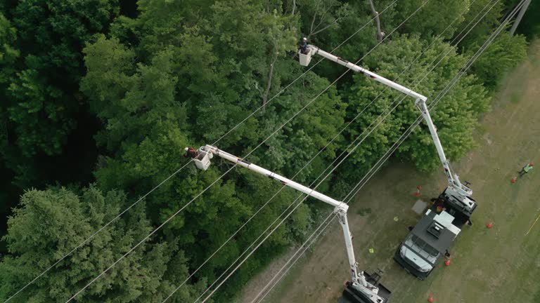 How Our Tree Care Process Works  in  Mill Neck, NY