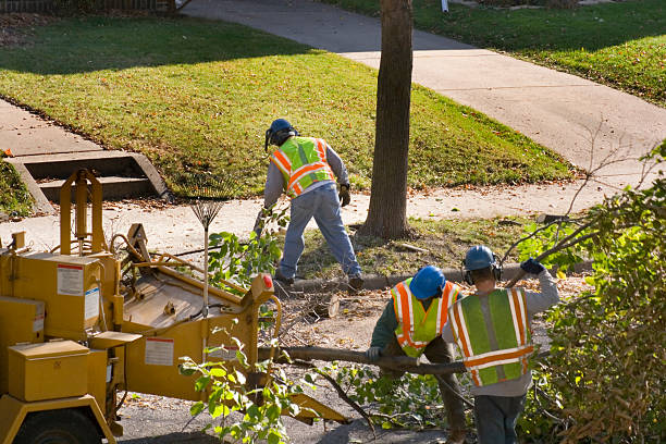 Best Tree and Shrub Care  in Mill Neck, NY