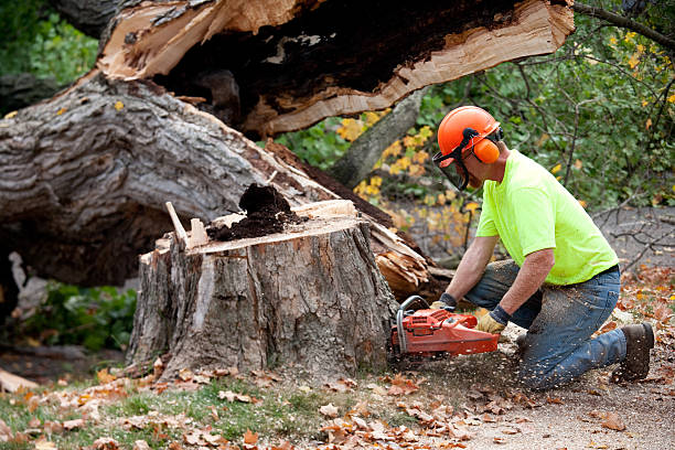 Tree and Shrub Care in Mill Neck, NY