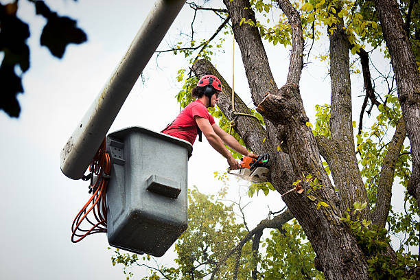 Best Storm Damage Tree Cleanup  in Mill Neck, NY