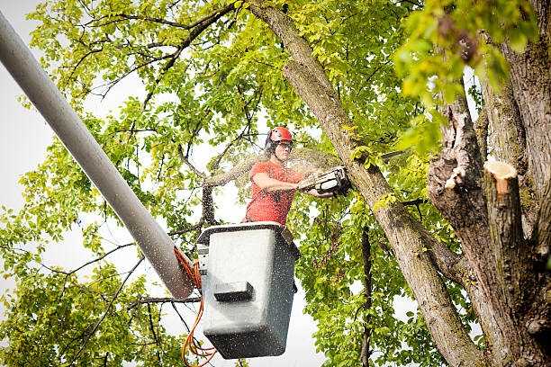 Best Fruit Tree Pruning  in Mill Neck, NY
