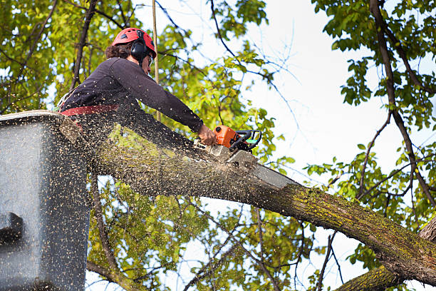 Best Palm Tree Trimming  in Mill Neck, NY